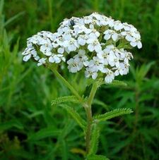 Yarrow con artrosi